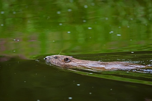 A photograph of a beaver swimming in calm water.